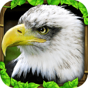 老鷹模擬器手機遊戲下載安卓最新版