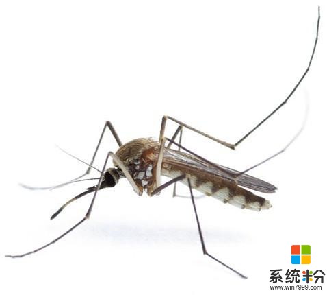 灭蚊大战迫在眉睫 谷歌比尔盖茨微软出新招(3)