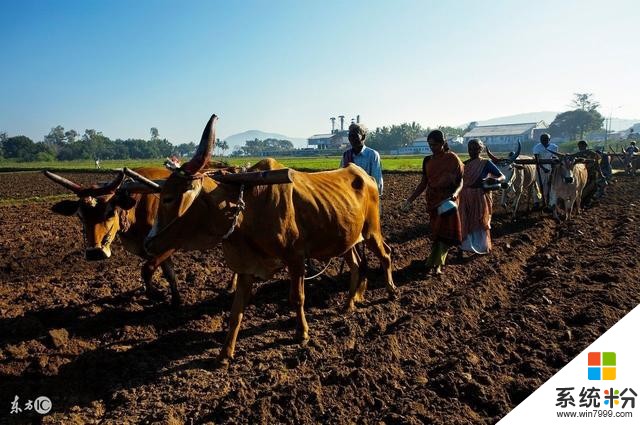 微软人工智能帮助印度农民提高农作物产量(6)