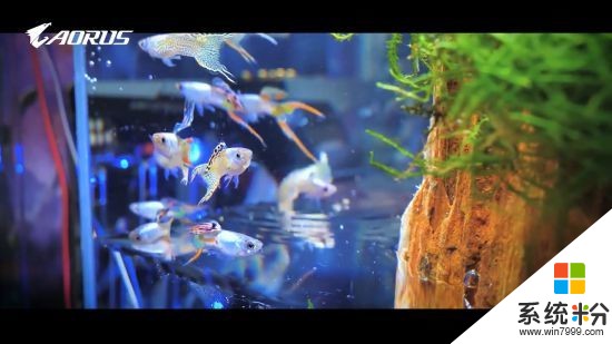 大神打造水族箱PC主機 機箱“泡水”還能養魚(6)