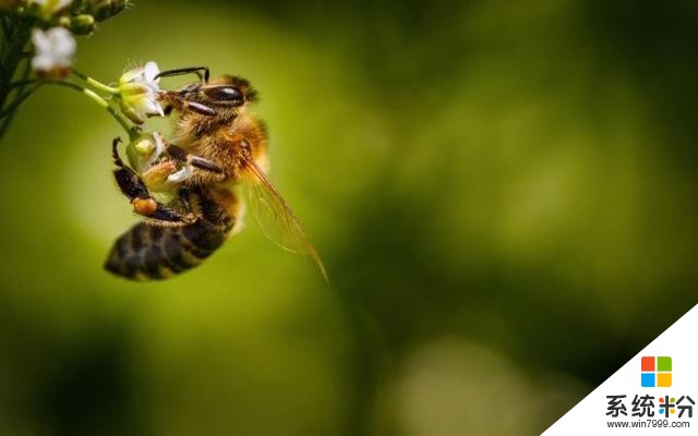 「图」微软放出蜜蜂主题的免费Windows10壁纸主题包(3)