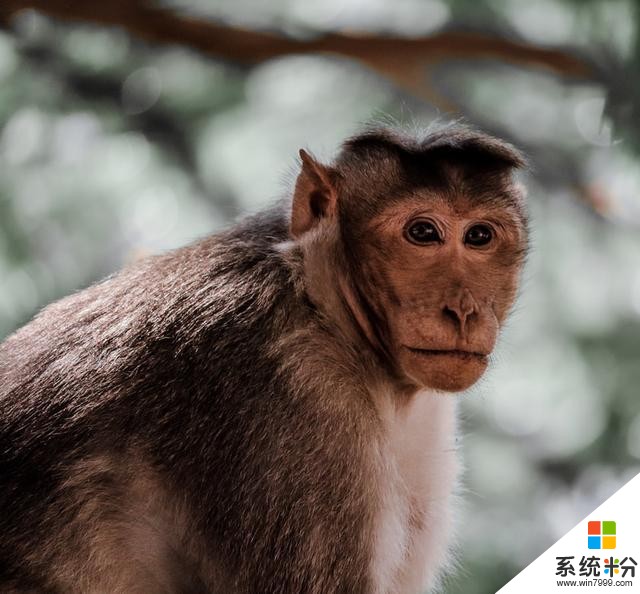 新德里猴患无穷，印度人联合微软用猴脸识别追踪泼猴们的踪迹(1)