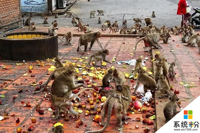 猴群肆虐屡伤人命，印度要借微软的“猴脸识别”技术施“绝户计”(16)