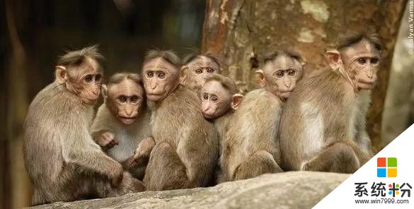 猴群肆虐屡伤人命，印度要借微软的“猴脸识别”技术施“绝户计”(17)