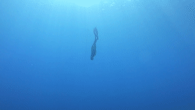 潜水纪录片《无际蓝》出炉，全程使用华为Mate30Pro拍摄(3)