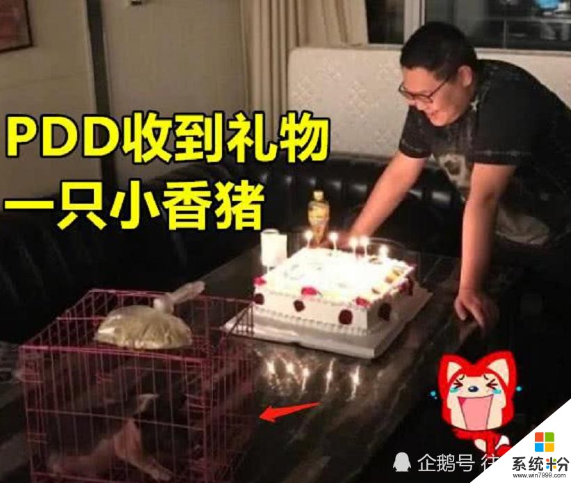 PDD饲养的小香猪，现如今3年过去了现状如何？网友：太过于真实！(3)