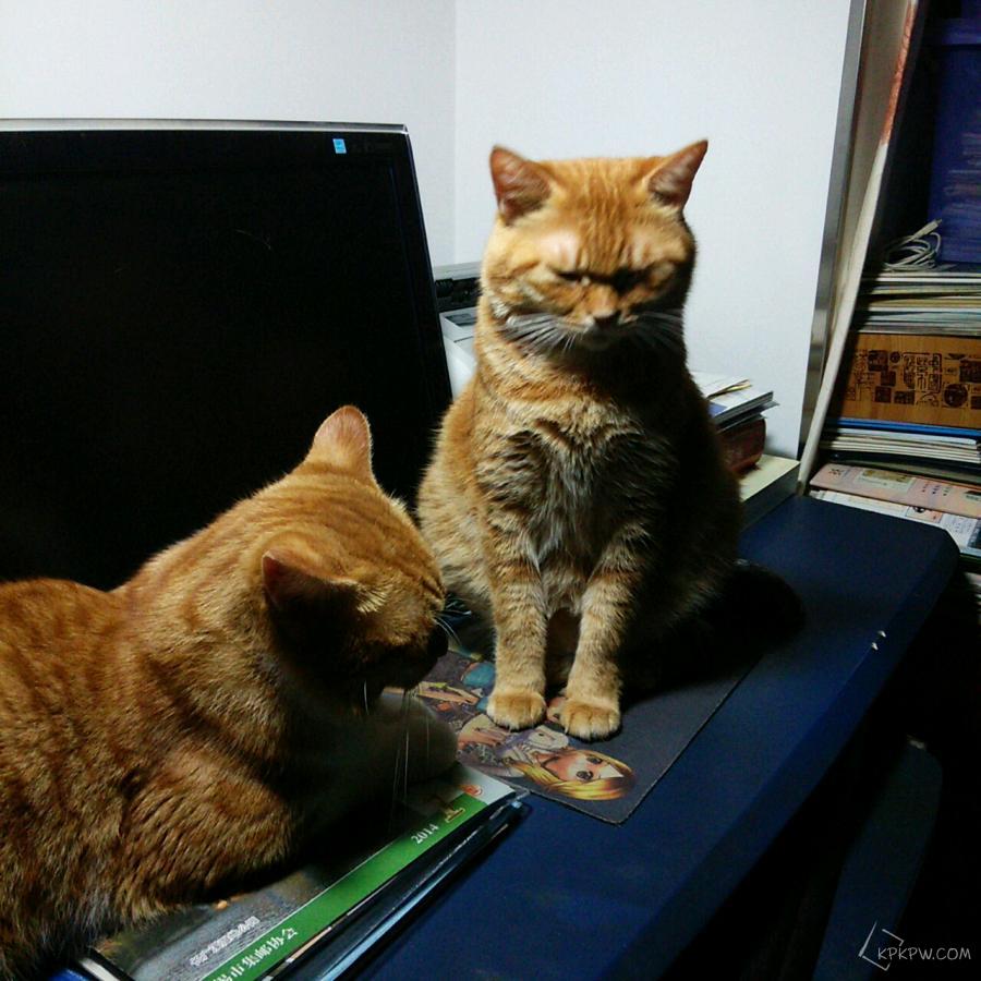 我想问一下大家怎么用猫连电脑