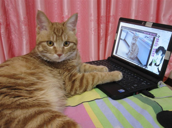 猫如何拨号上网有谁清楚