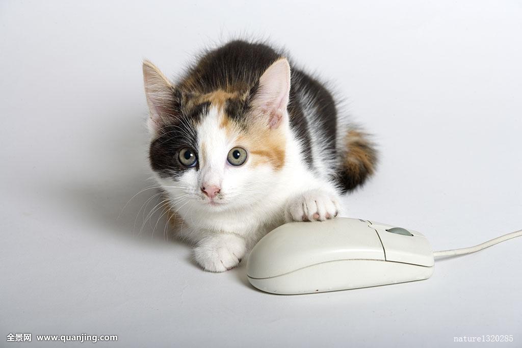 想问电脑上的猫多少钱一个
