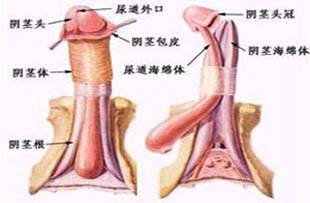 什么是包皮过长？求指教！19744614