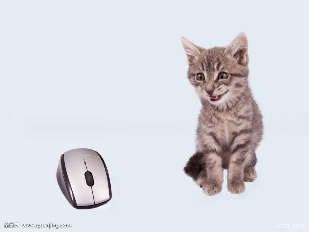 哪位晓得电脑上的猫是不是通用的