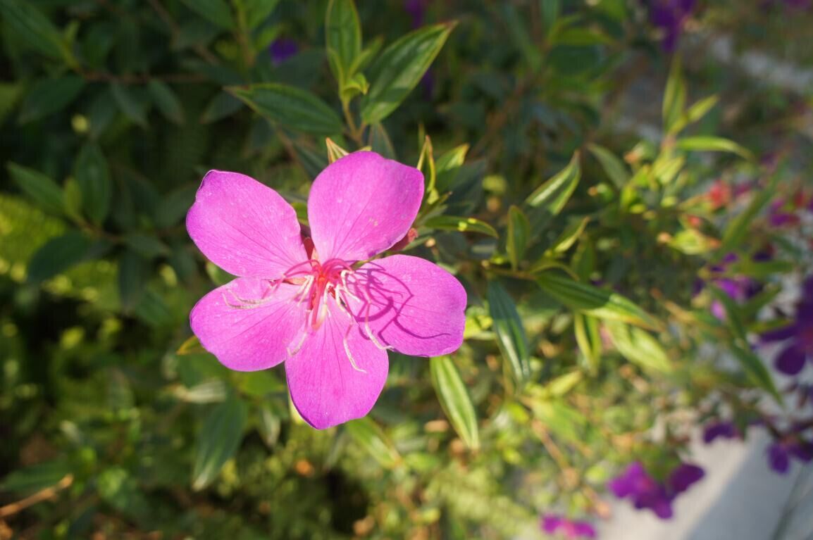 请教一下电脑桌面放什么花