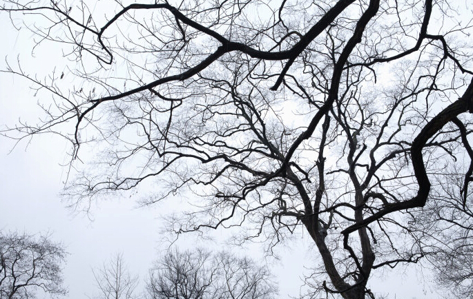 風定始知鳥在樹，燈殘方見月監窗是什麼生肖