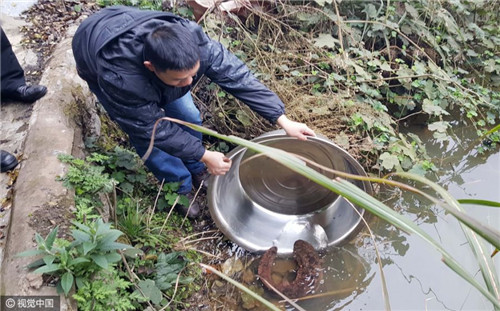 交警查車聽見哭聲發現好多娃娃魚 娃娃魚能吃嗎