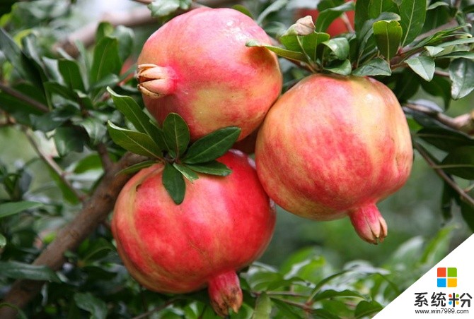 苹果比梨多870千克，苹果减2/5，梨减1/4，剩下的苹果与梨相等，它们原有多重(图1)