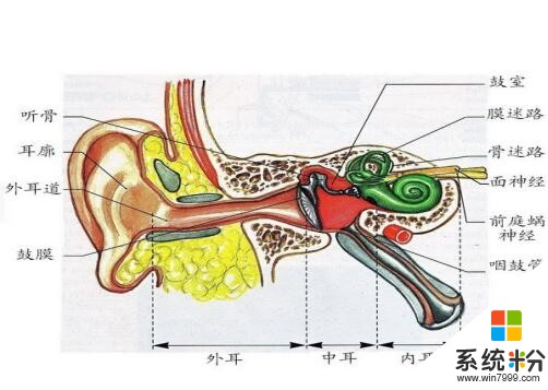 耳蝸的聲音處理器是什麼意思？(圖1)